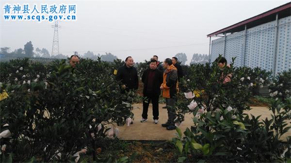 县人大深入调研椪柑产业